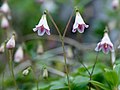 Linnaea borealis - This floret was Linné's favourite flower and named after him