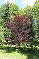 Fagus sylvatica 'Rohan Trompenburg'