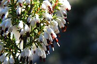 Erica imbricata