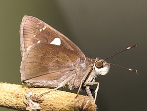 Ventral view