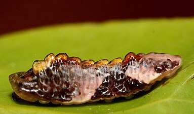 Larva