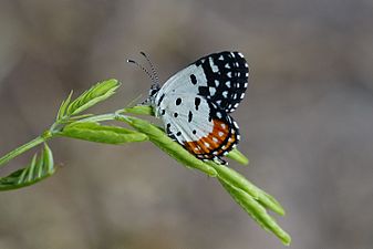 Ventral view