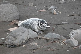 Young Grey Seal (Halichoerus grypus) in the Faroe Islands at the beach, between rocks (more photos of him at "Phocidae")