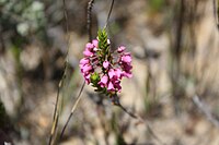 Erica pulchella