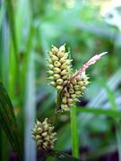 Carex dickinsii