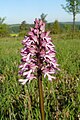 Orchis × hybrida Germany - Tauberland