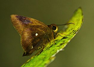 Ventral view