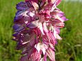 Orchis × hybrida France - Fort-Louis