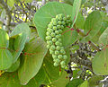 Seagrape fruits at Le Gosier, Guadeloupe