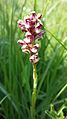 Anacamptis coriophora Lower Austria - Pischelsdorfer Wiesen