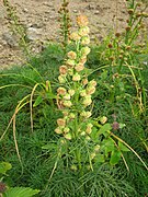 Artemisia sinanensis