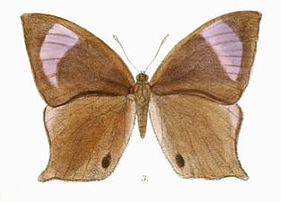 Dorsal view