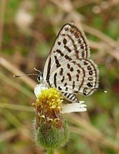 Ventral view