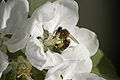 Flower with bee in CH