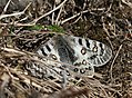 Common blue Apollo