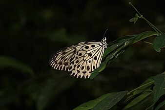 Ventral view