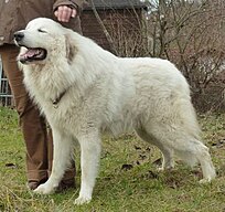 Pyrenean Mountain Dog