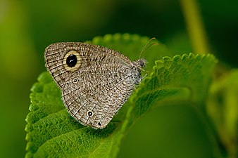 Ventral view