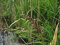 Carex paniculata