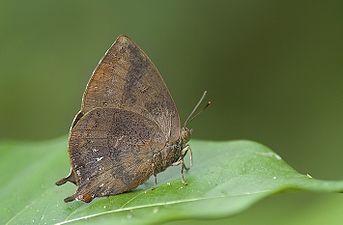 Ventral view