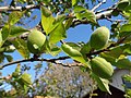 Unripe fruit