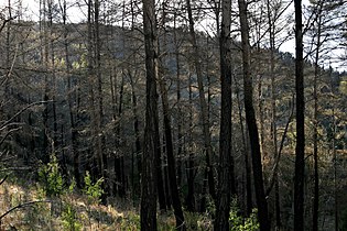 Plantation, fire damaged, Australia