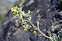 Artemisia eriantha