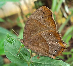 Ventral view (wet season form)