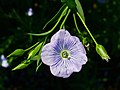 Flax flowers