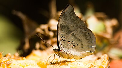 Ventral view