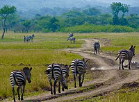 Zebras at Akagera National Park