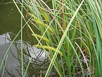 Carex rostrata