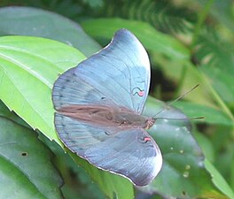 Dorsal view