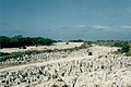 The Nauru phosphate fields