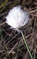 Infructescence