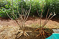 Le manioc est la principale source alimentaire en Afrique.