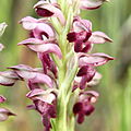 Anacamptis coriophora Portugal - Algarve