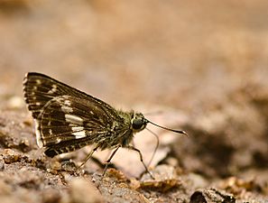 Ventral view