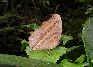 Ventral view (dry season form)