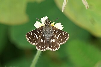 Dorsal view