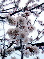 Another detail of apricot flowers