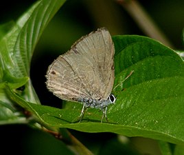 Ventral view