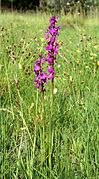 Orchis palustris Anacamptis palustris