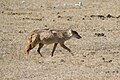 Golden jackal