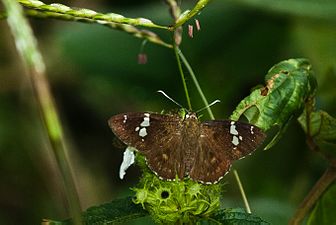 Dorsal view