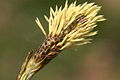 Carex sempervirens, männliche Blütenähre