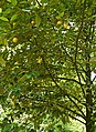 Fruiting branches. Situgede, Bogor.