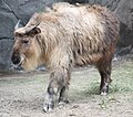 National animal - Takin