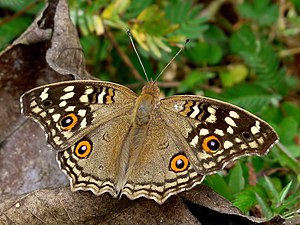 Dorsal view (dry season form)