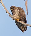 Buteo brachyurus (cat.)